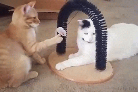 cats-funny-animals.gif