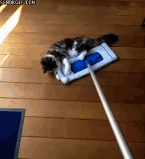 cats-help-with-cleaning.gif