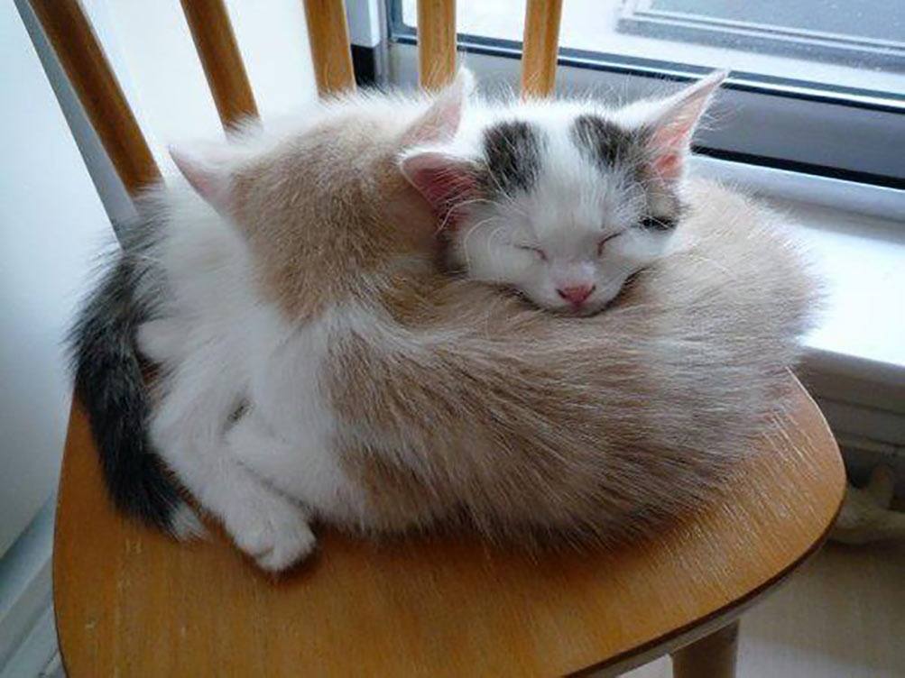 cats hugging.jpg
