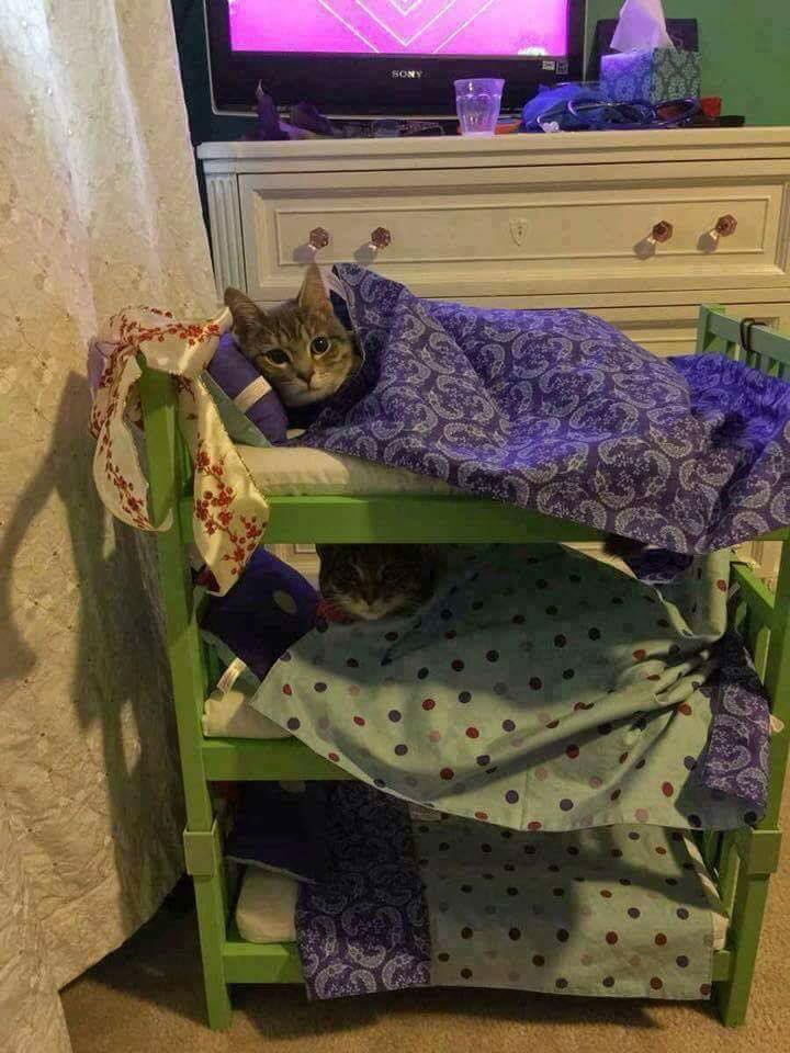 cats in beds.jpg