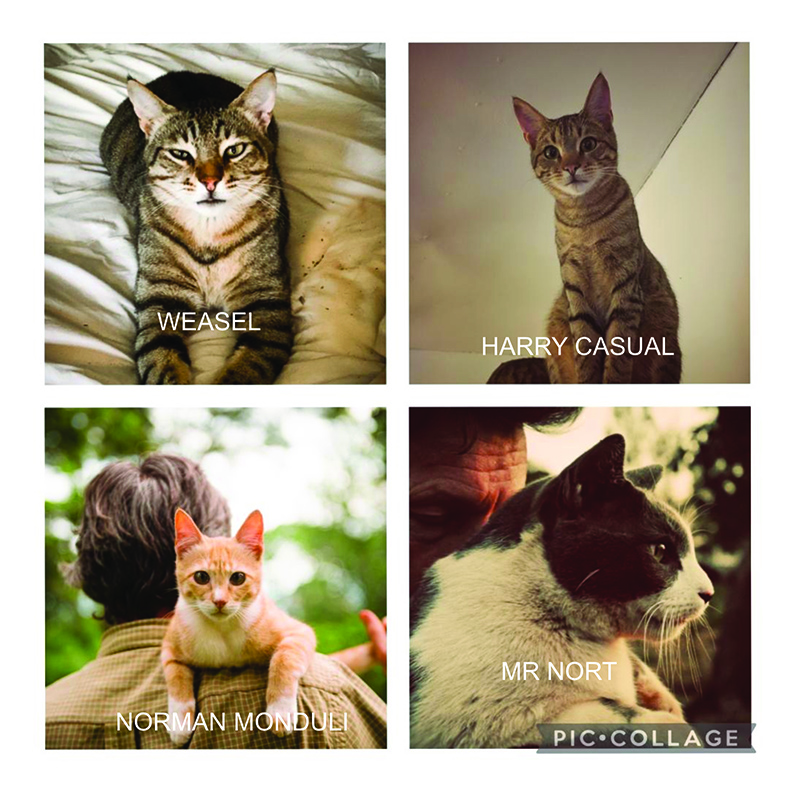 CATS .jpg