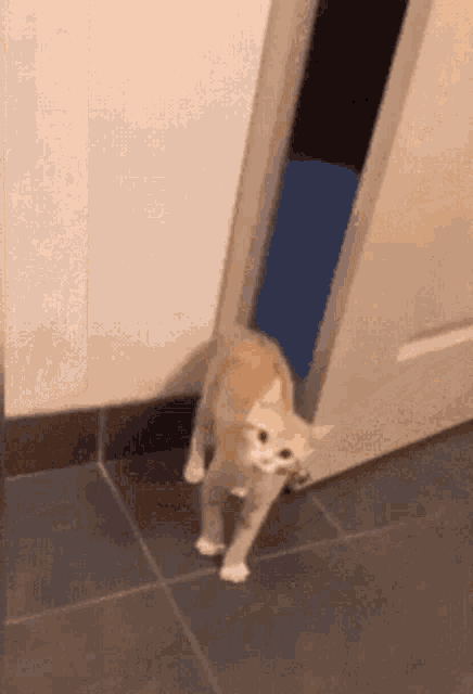 cats-kittens.gif