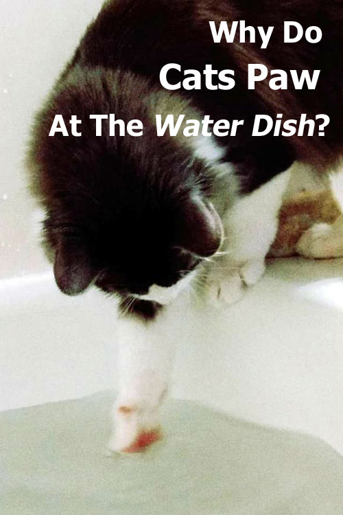 Why Do Cats Paw At The Water Dish?