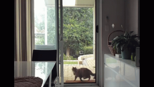 cats-screendoor.gif