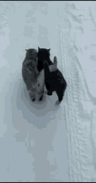 cats-snow.gif