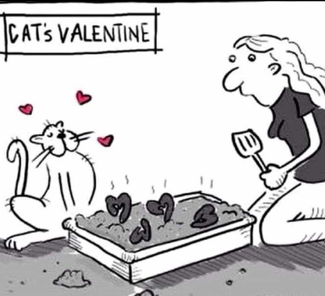 Cat's Valentine.jpg