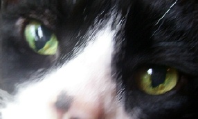 Catseye (2).jpg
