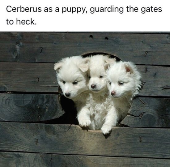 Cerberus as a puppy.JPG