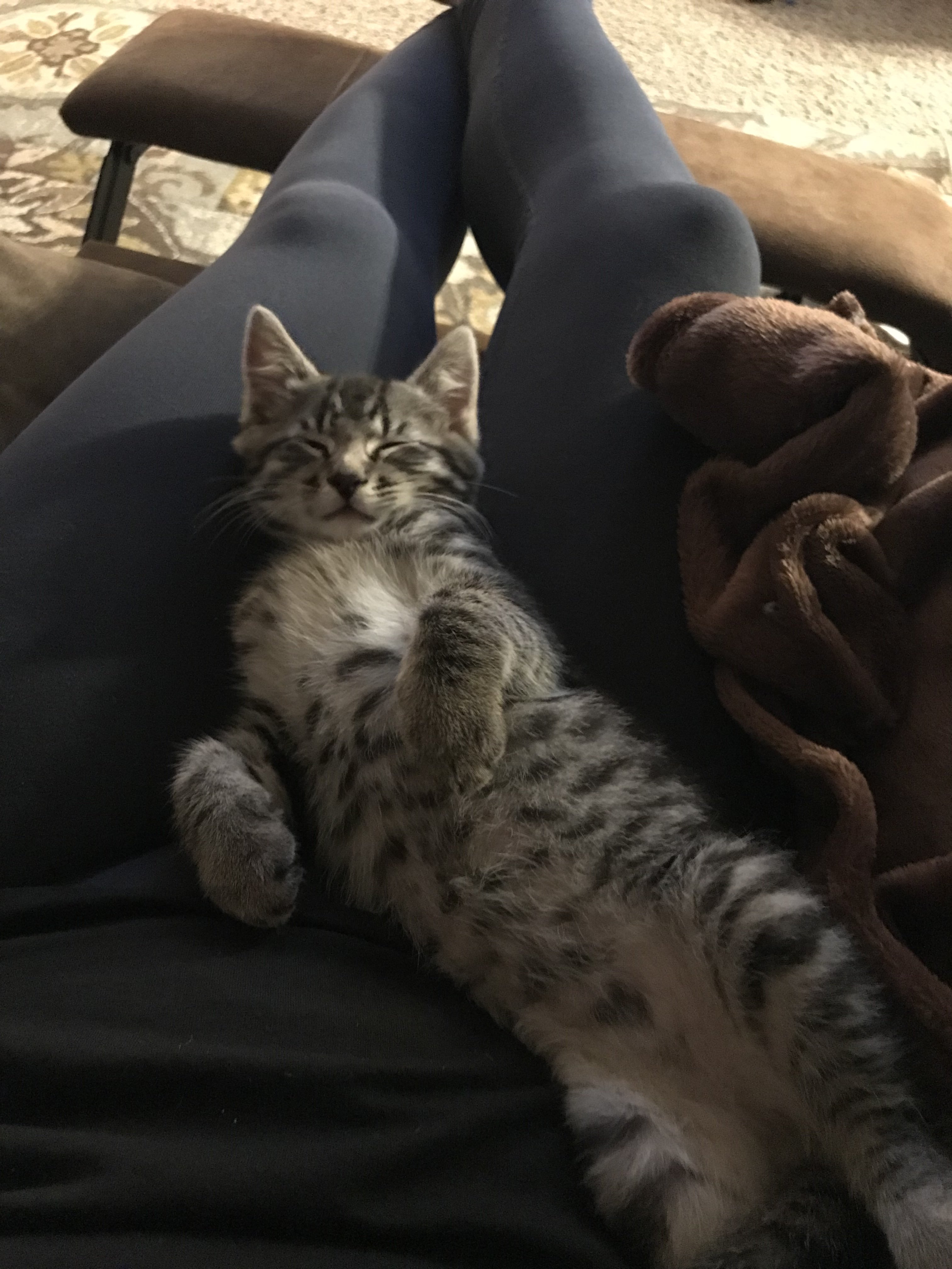 Is My Cat Part Bengal, Or Just A Tabby? TheCatSite
