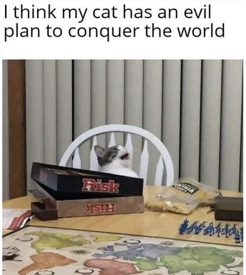 chair-think-my-cat-has-an-evil-plan-conquer-world-risk-ste.png