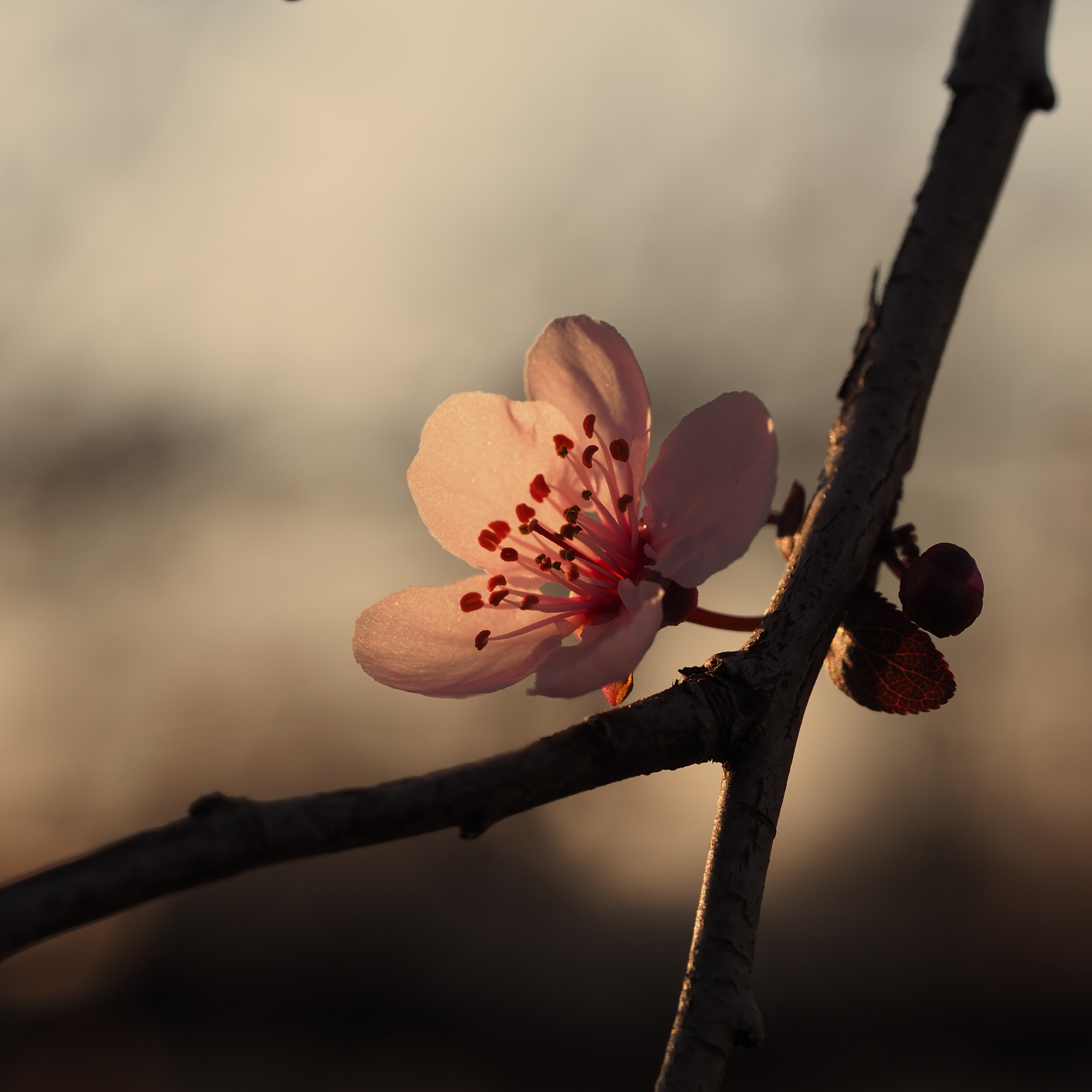 Cherry Blossom 01.jpg