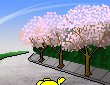 cherry-blossoms.gif