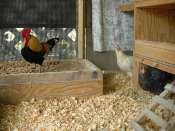 chickens in coop.jpg