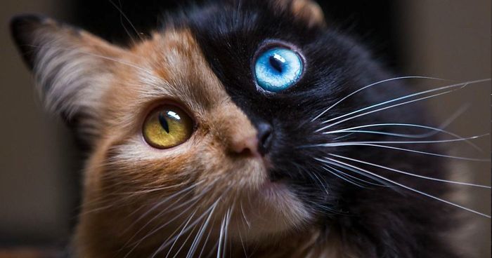 chimera-cat-split-face-different-eyes-gataquimera-fb-png__700.jpg