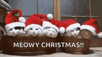christmas-cat-christmas-cats.gif