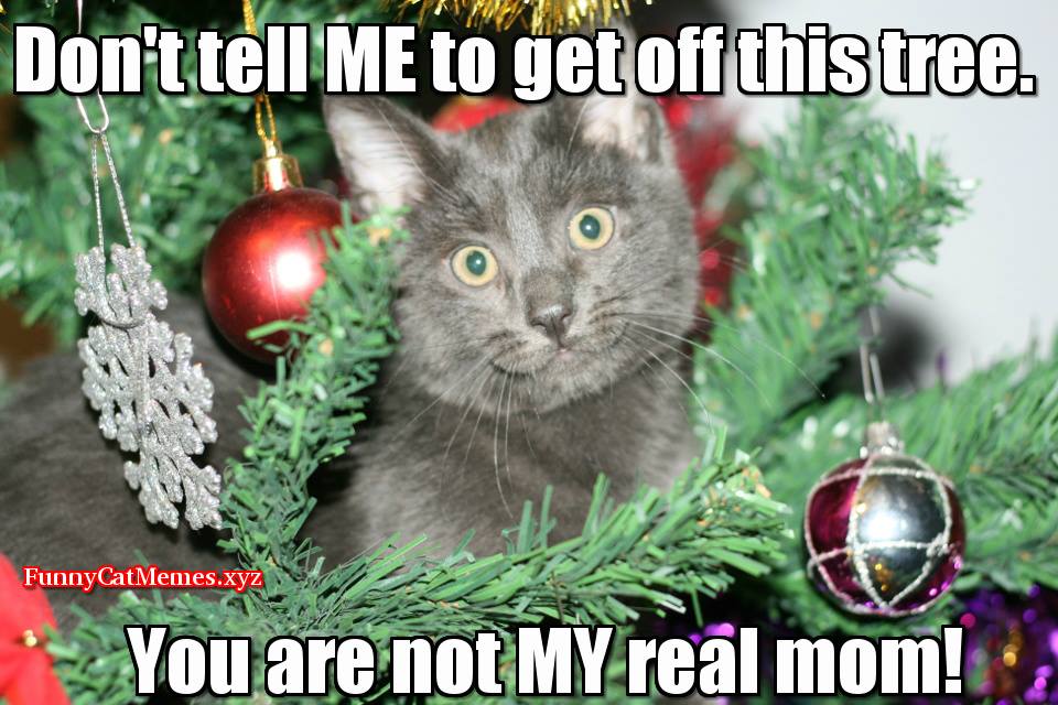 Christmas-cat-meme-Funny-Cat-Memes.jpg