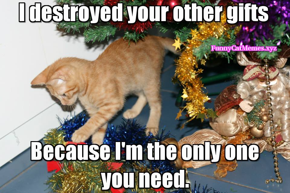 Christmas-cat-memes-Funny-Cat-Memes.jpg