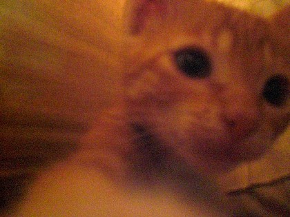 close up kitten.jpg