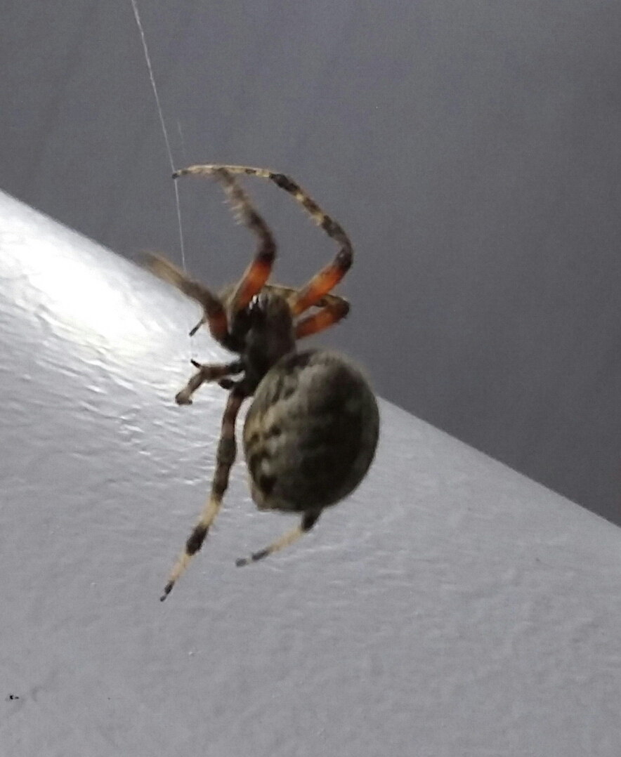 Closeup spider.jpg