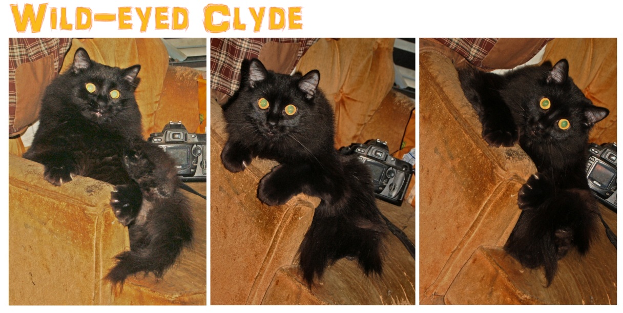 Clyde-eyes.jpg