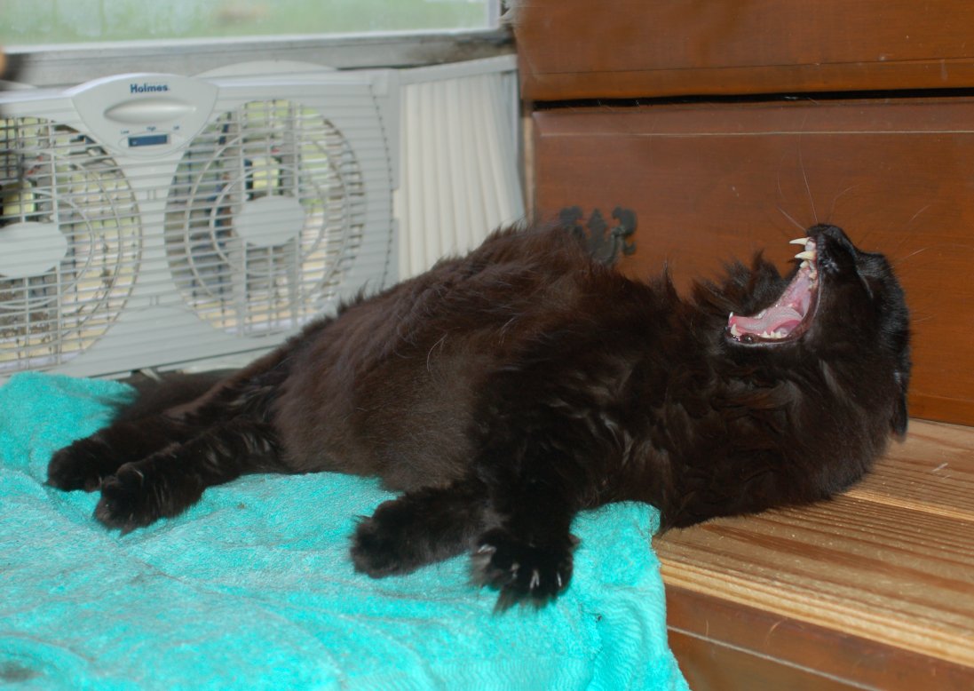 Clyde-yawn-laugh.jpg