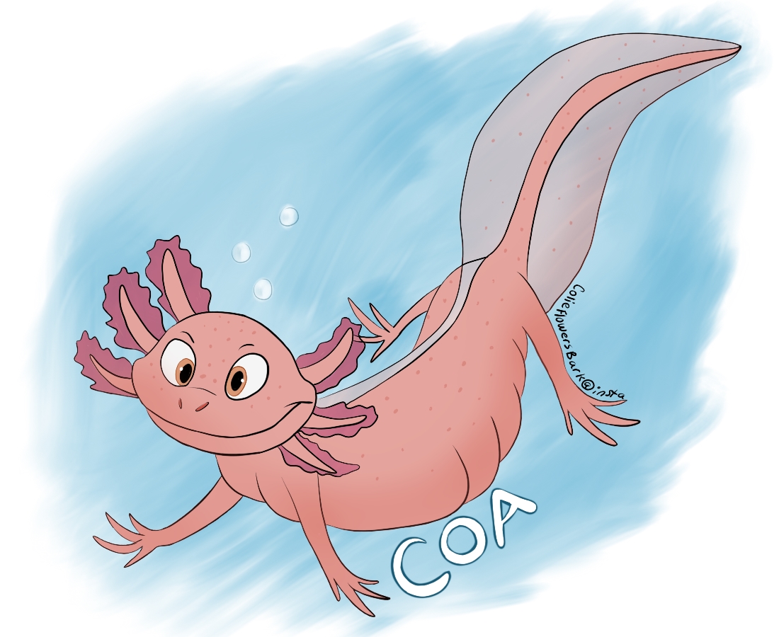 Coatheaxolotl1.jpg