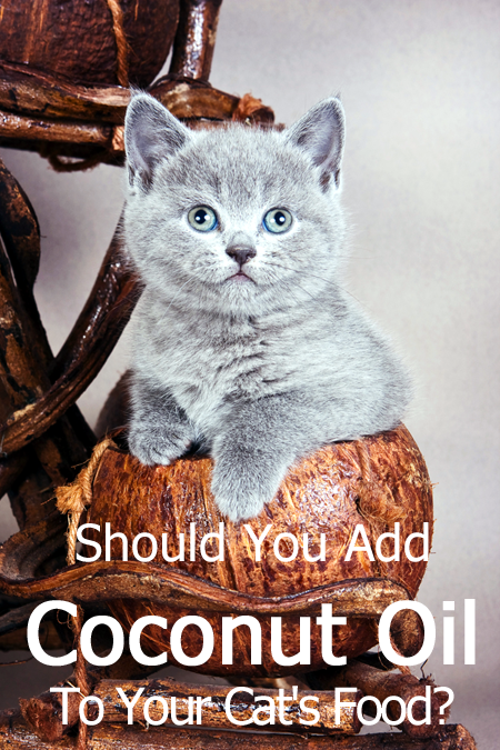Should You Add Coconut Oil To Your Cat's Food?