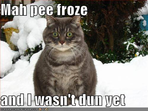 Cold Cat.jpg