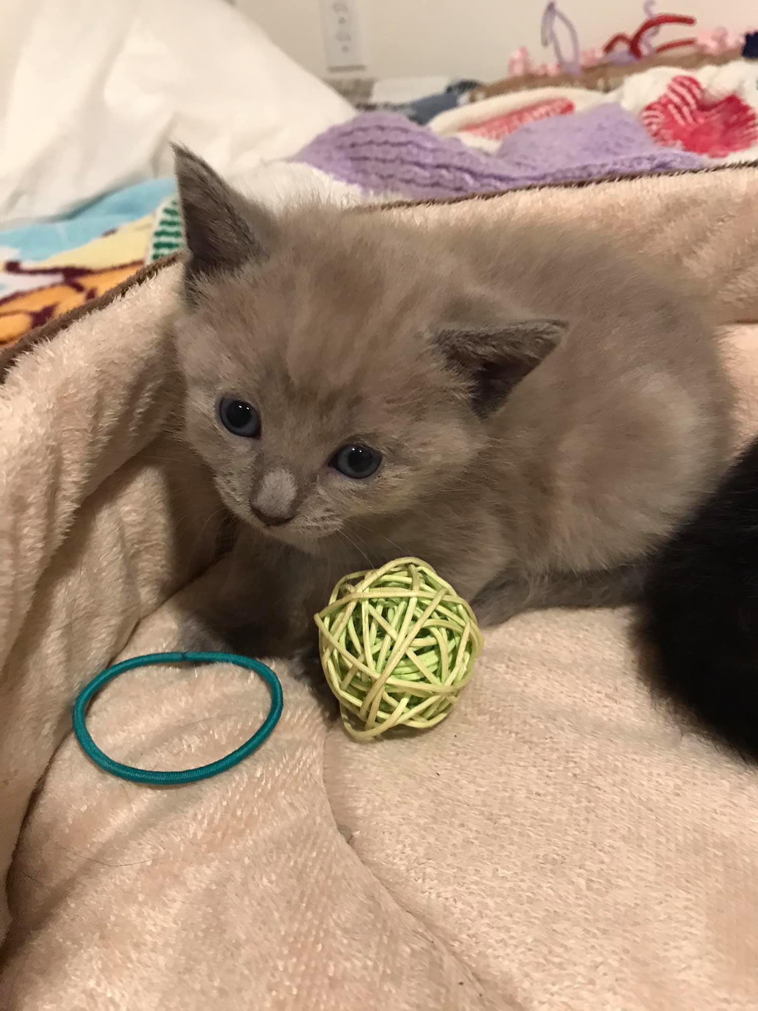 What color are these kittens? | TheCatSite