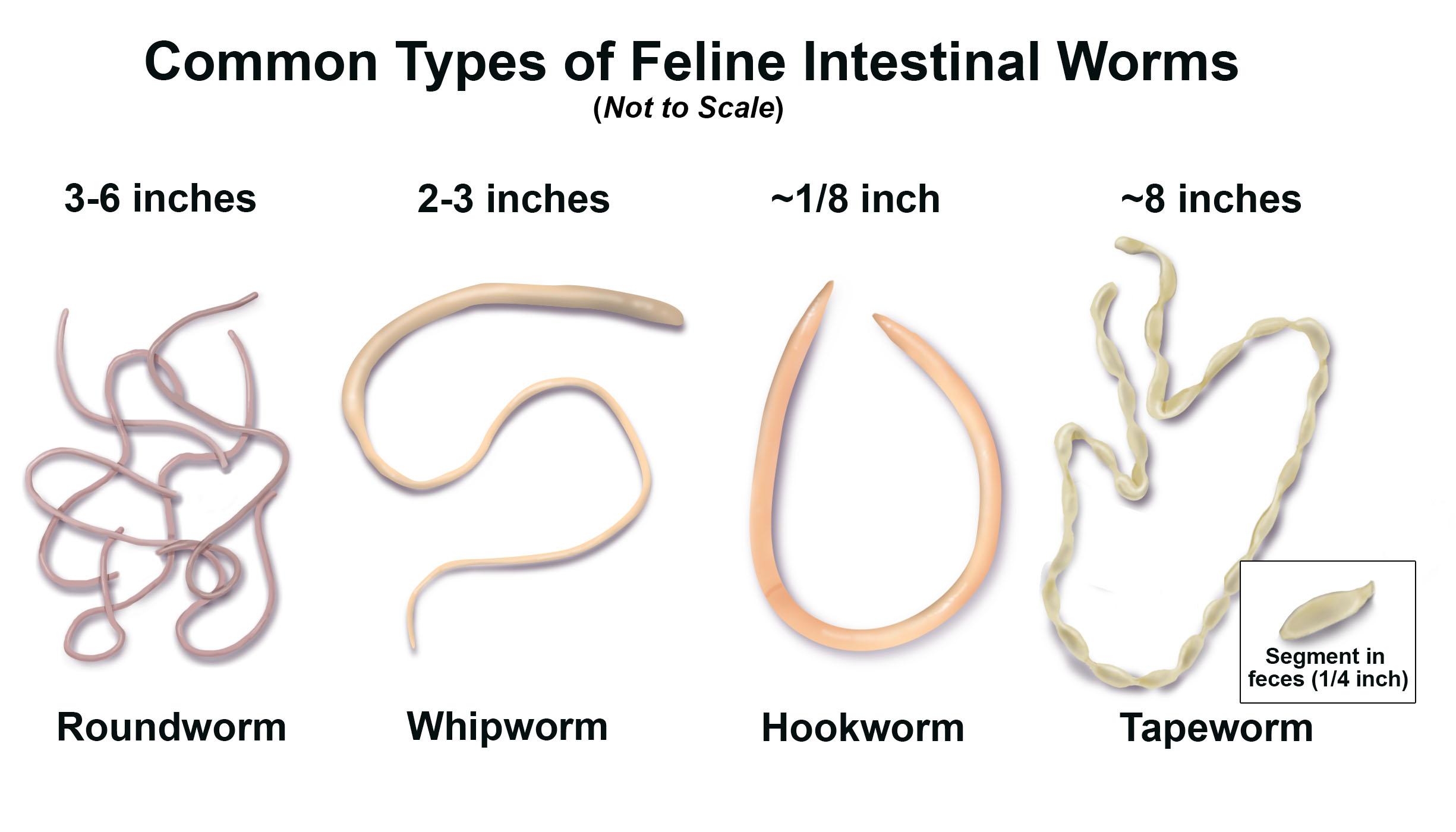 Common Types of Intestinal Worms.jpg