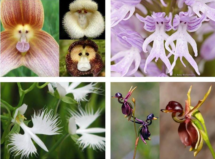 Composite orchids.jpg