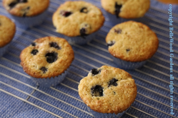 Cooking with Blueberries_2020-07_blueberry cornmeal muffins.jpg