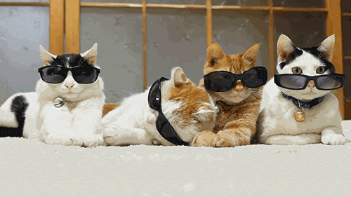 cool-cats.gif