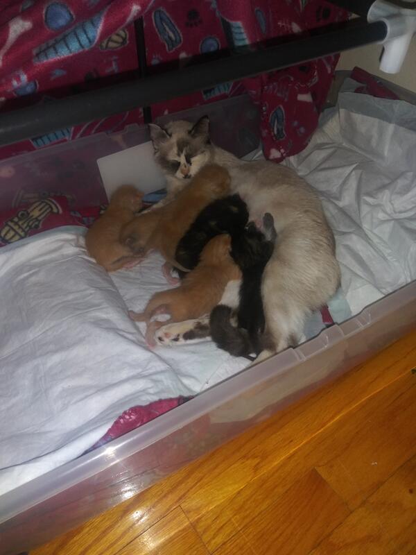Cooper's babies with their Mamma.jpg