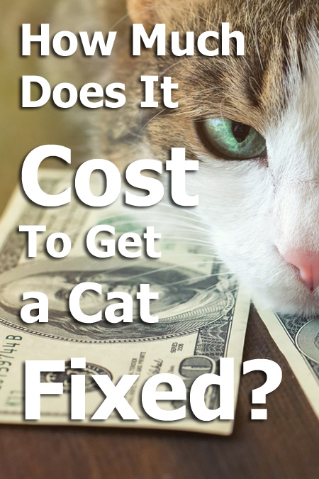 How Much Does It Cost To Get a Cat Fixed