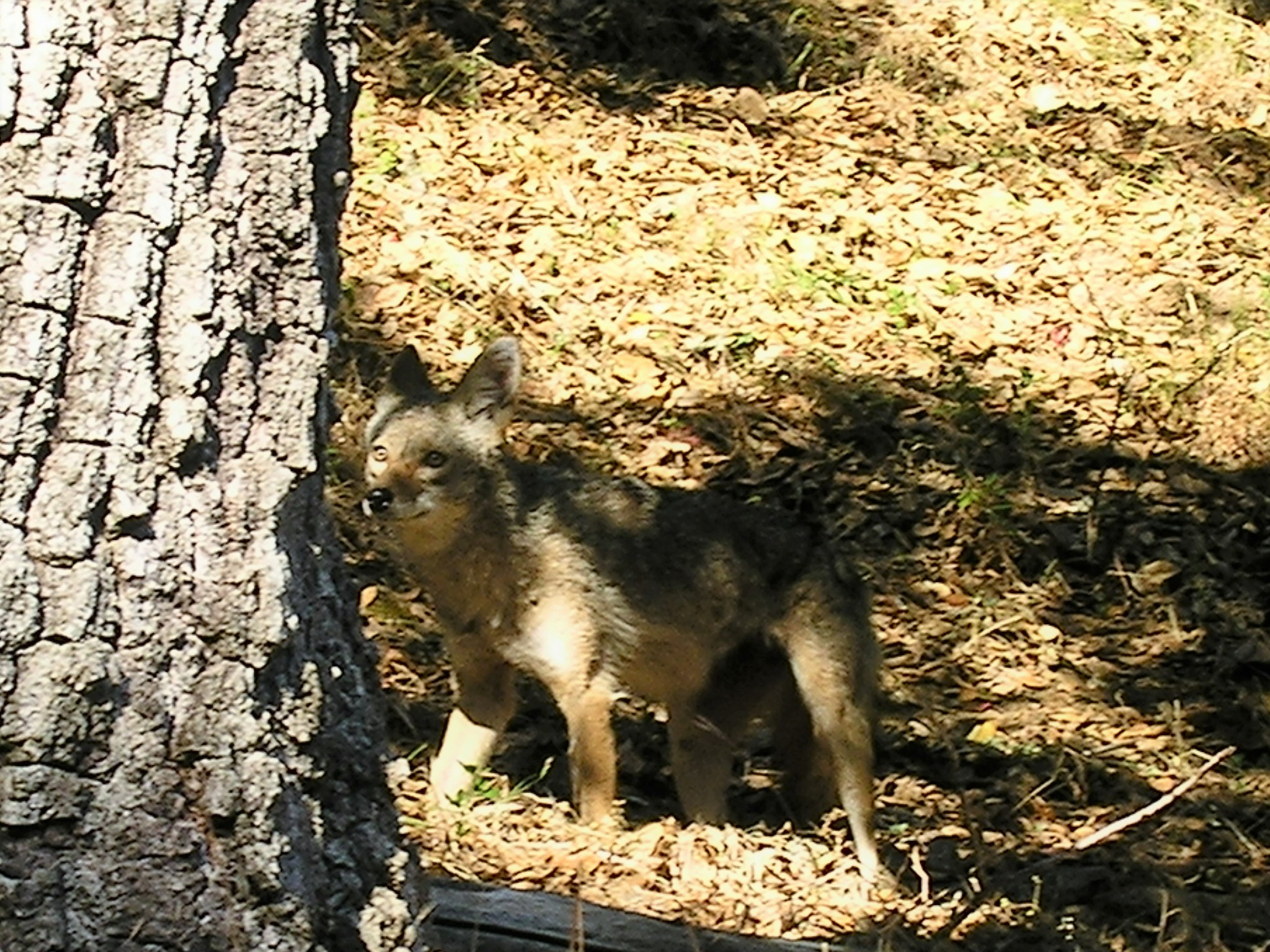 coyote june 5 2015 (1).JPG