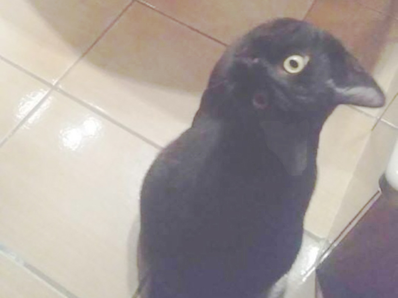 crowcat.jpg