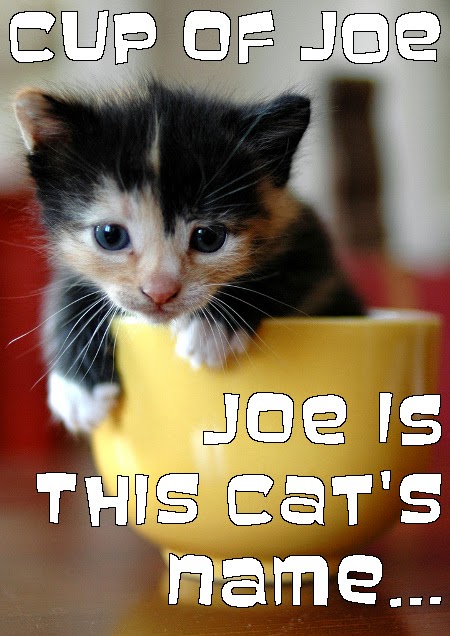cup-of-joe-joe-is-the-cats-name-cat-meme.jpg