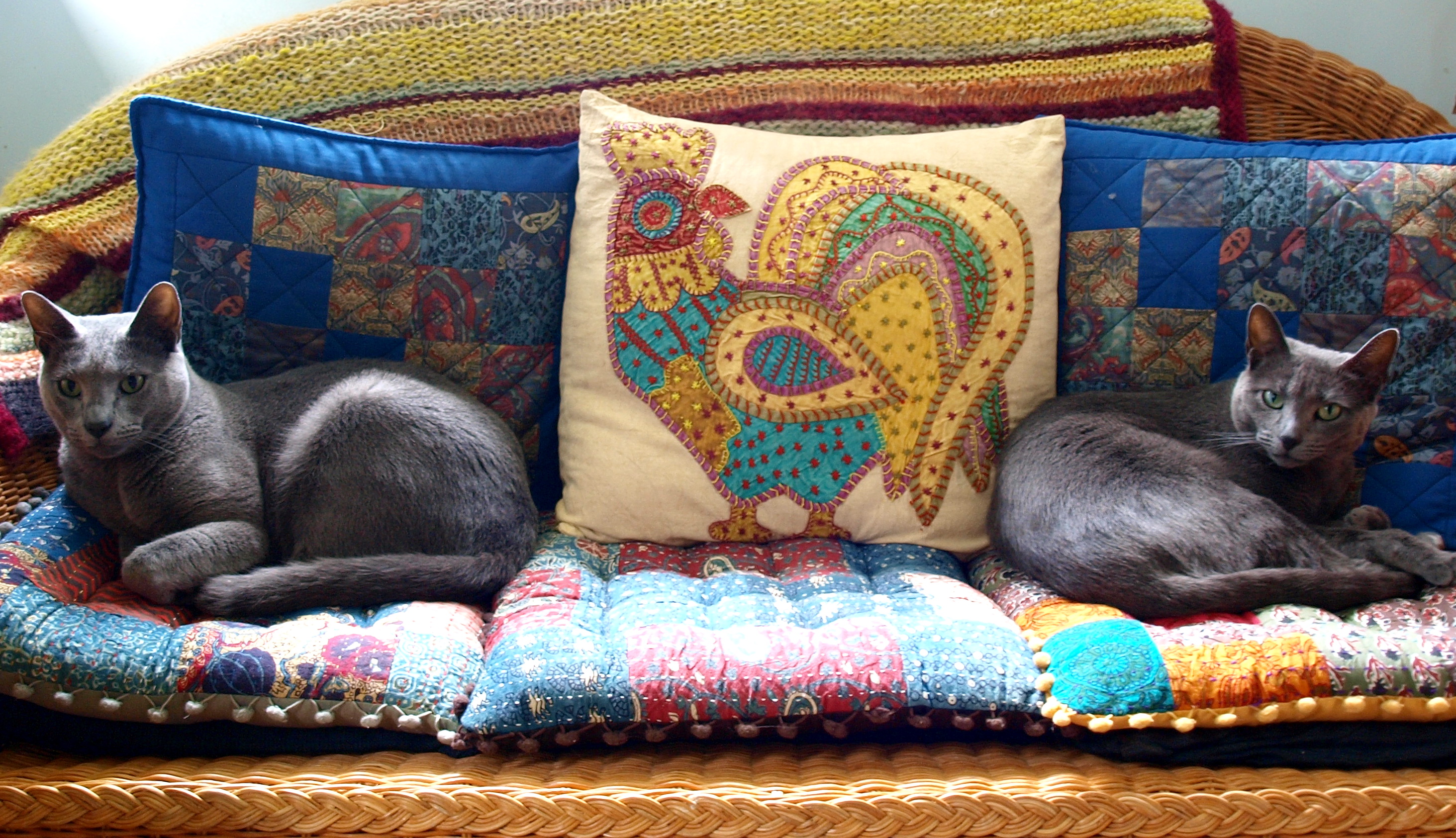 cushion cats.jpg
