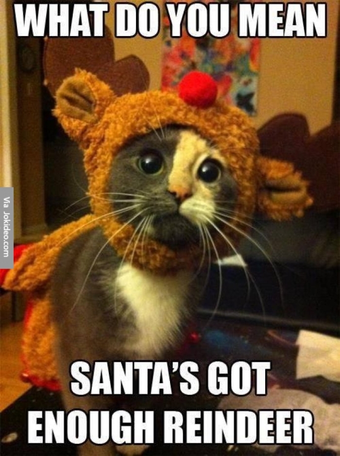 cute-christmas-cat-meme-picture.jpg