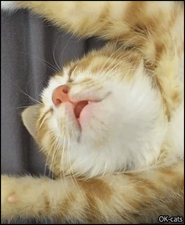Cute Kitten GIF • Tired kitten sleeping sticking his tongue out, dreaming he is drinking milk.gif