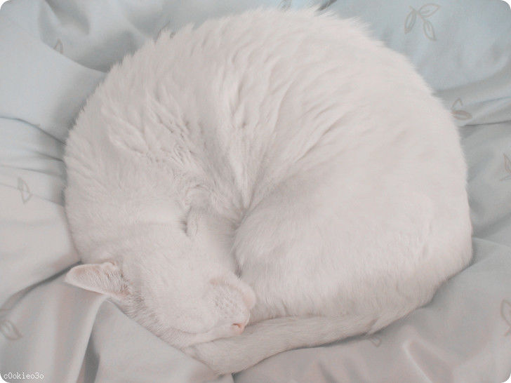 cute-white-cat-sleeping-r-default.jpg