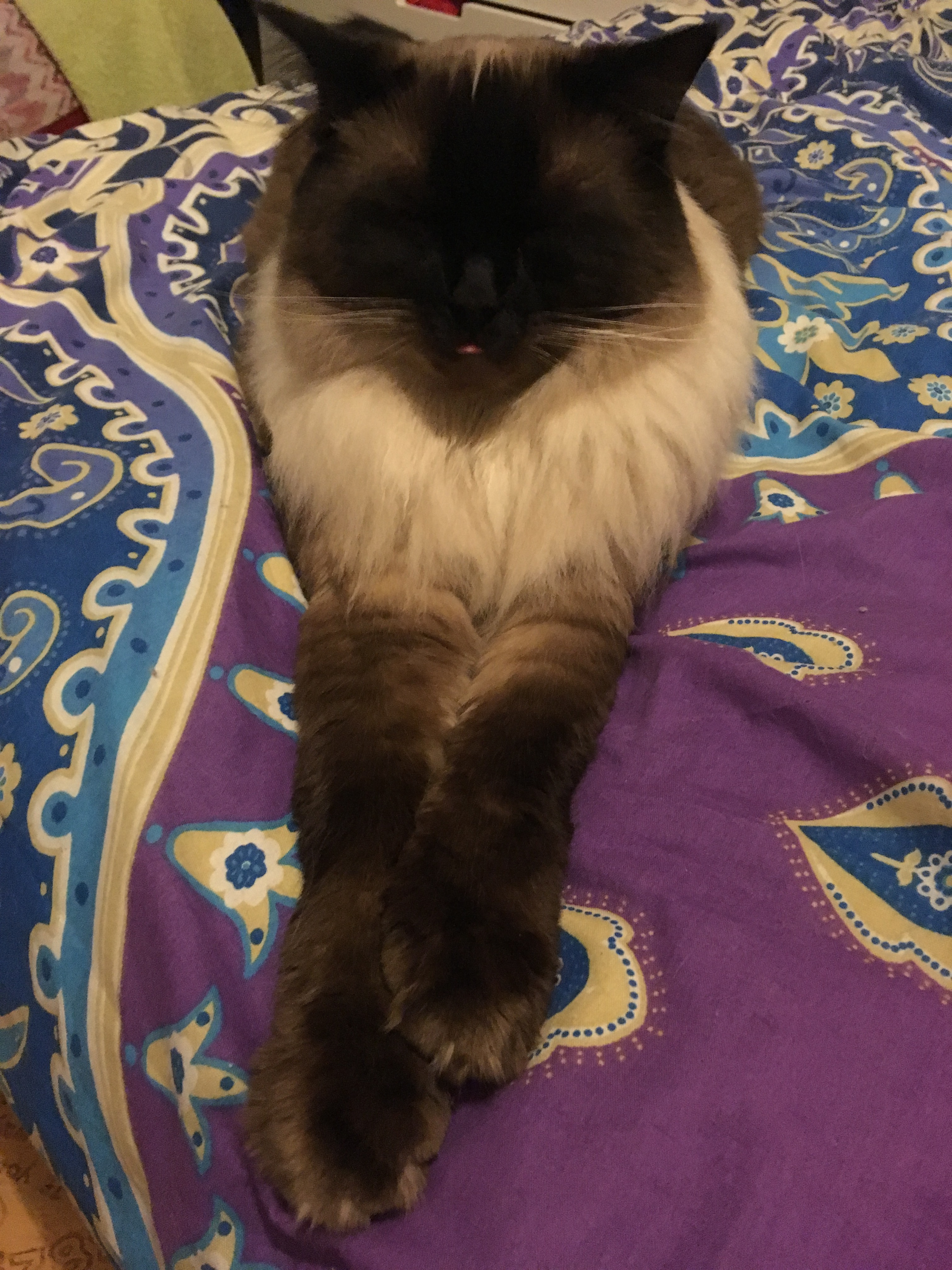 D paws and tongue 2018.jpg