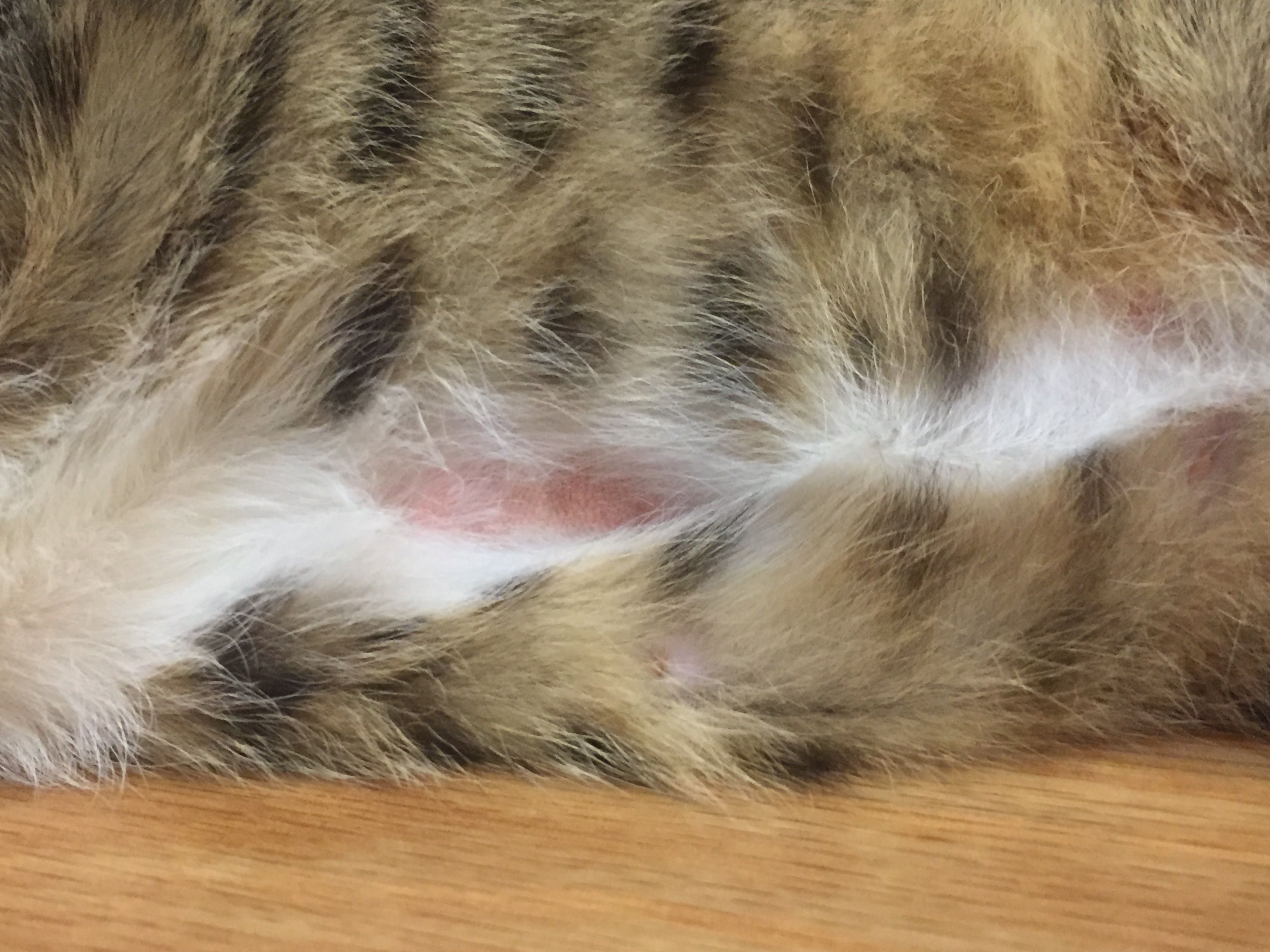 Bald Patch On Cat Tummy TheCatSite