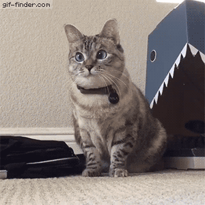 A Meow Meow Gif A Day Keeps The Woof Woof Away | Page 25 | TheCatSite