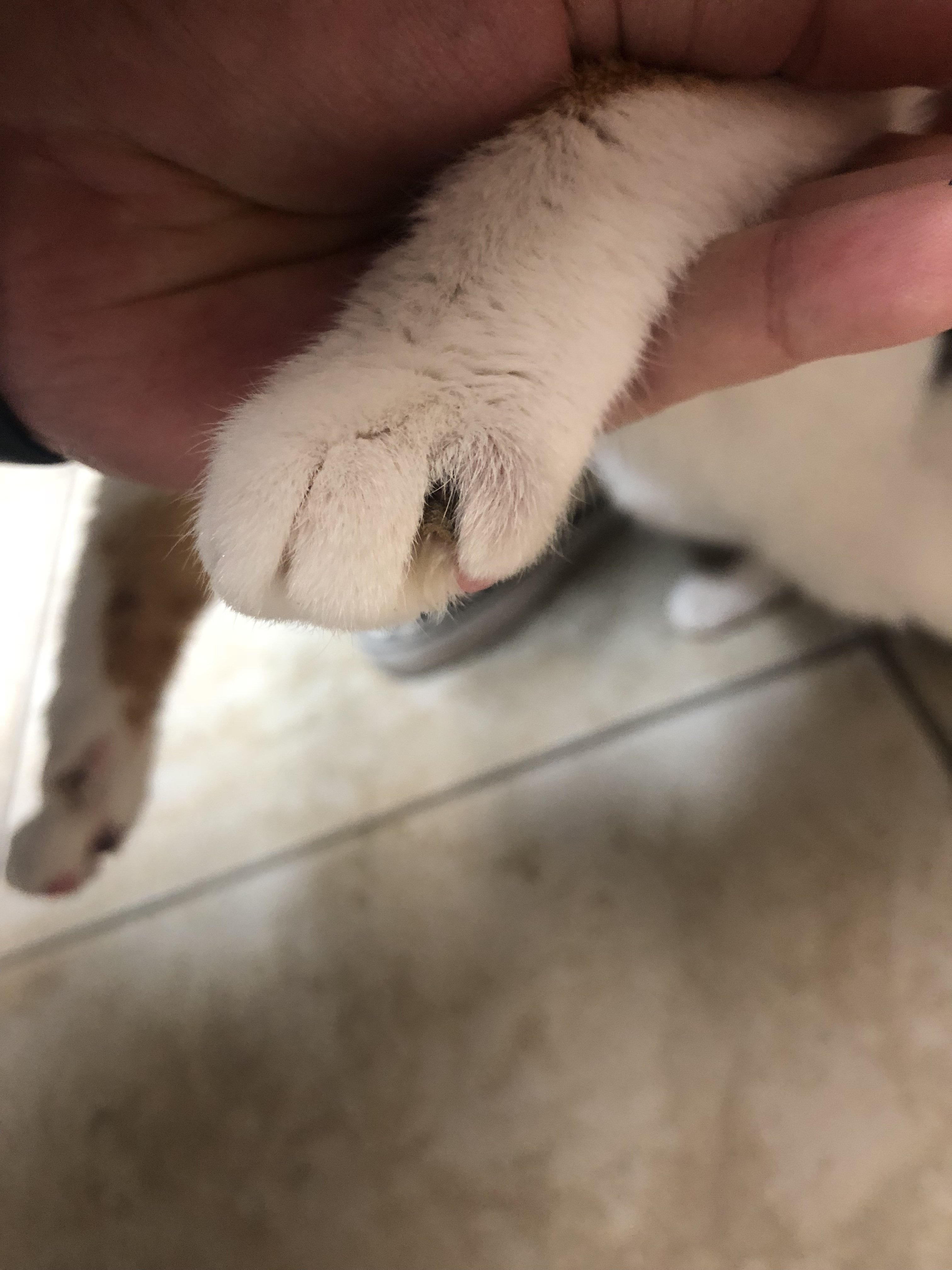 Single Swollen/pink/bald Front Toe/claw Help! TheCatSite