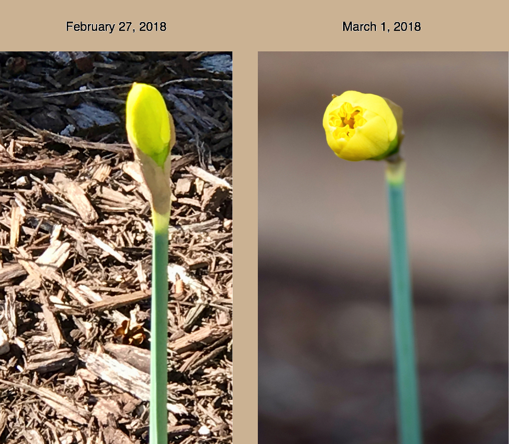 Daffodil 2:27 & 3:1.jpg