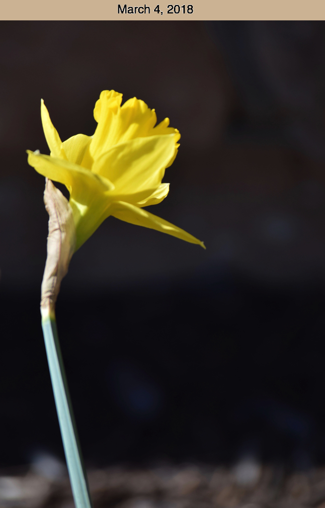 Daffodil March 4. 2018.jpg