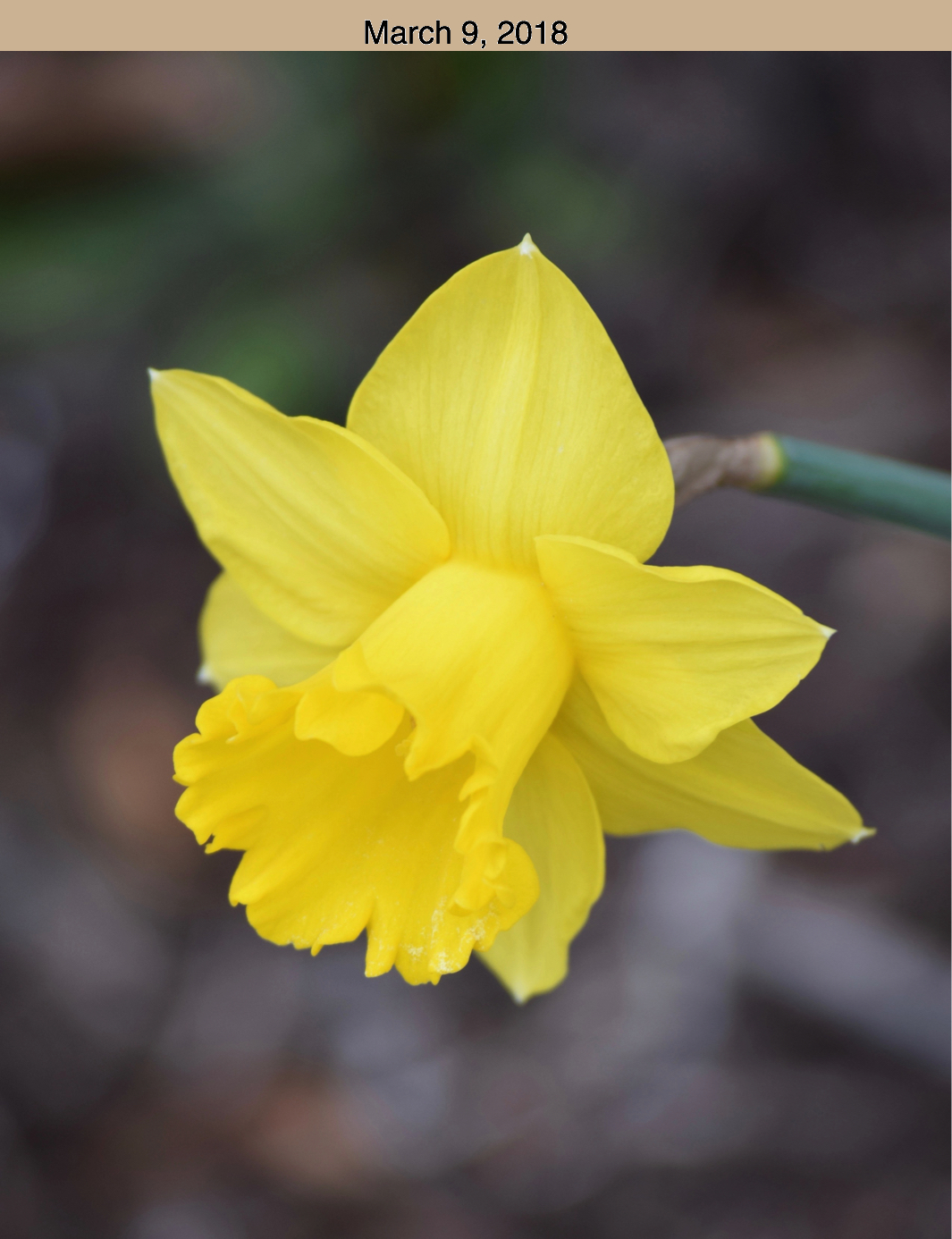 Daffodil March 9, 2018.jpg