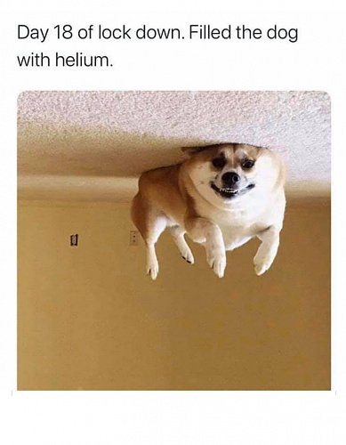 day 18 doggie helium.jpg